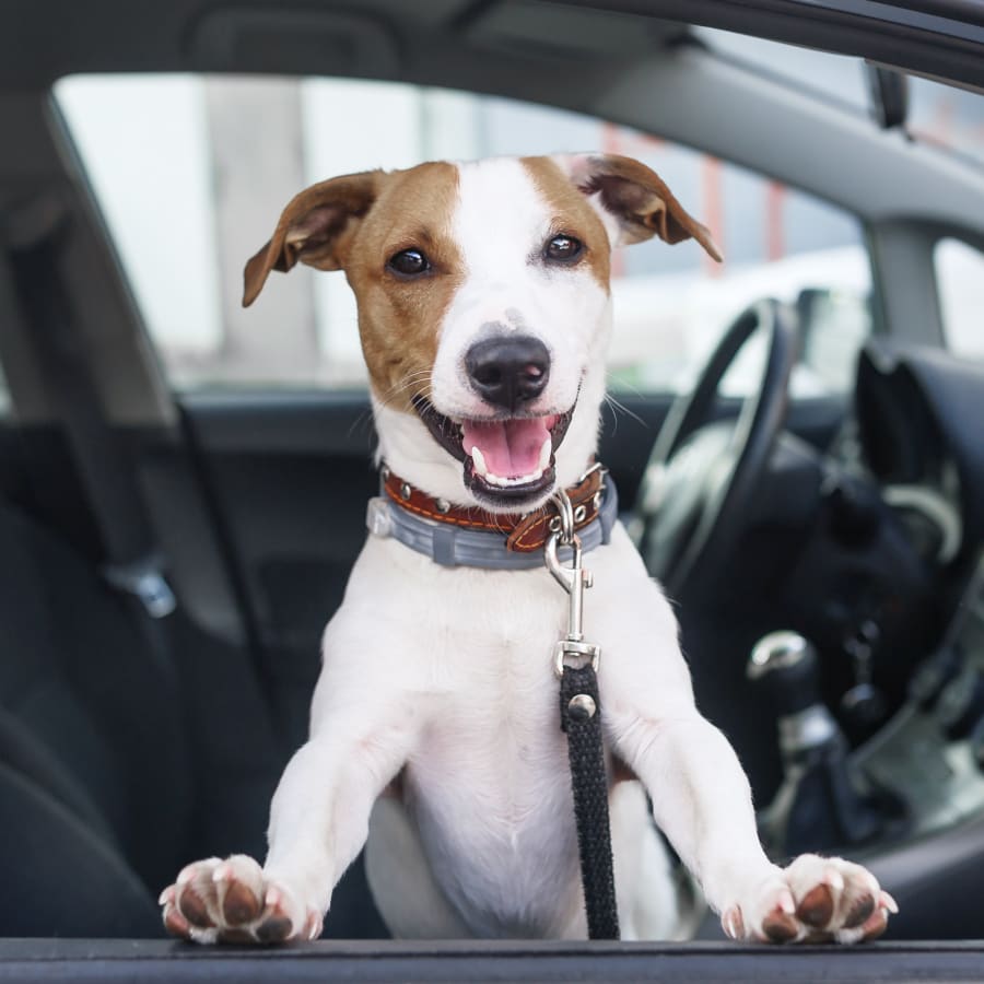 TLC Animal Clinic in Chino Hills