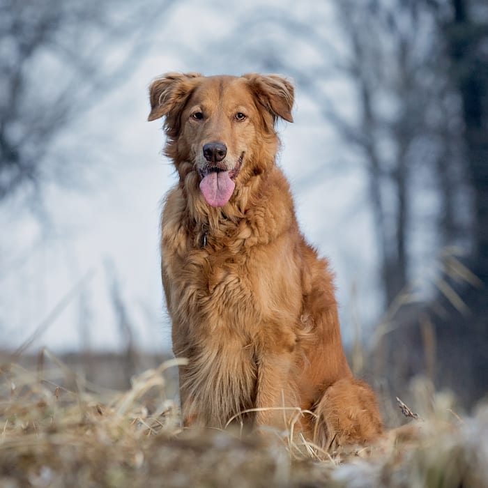 Cat & Dog Wellness Exams, Pet Check Ups