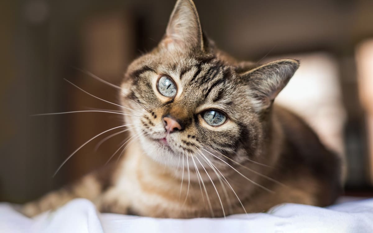 Welcome to TLC Animal Clinic | Chino Hills Vet Welcome to TLC Animal Clinic | Chino Hills Vet