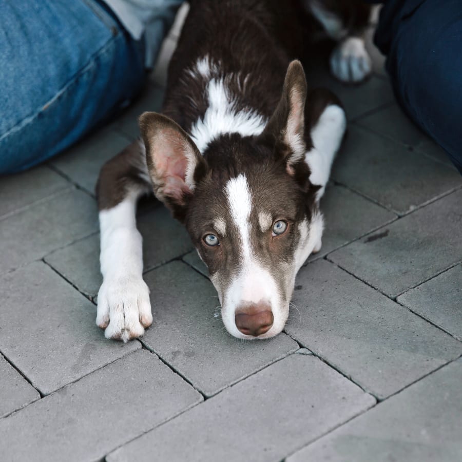 Veterinary Surgery, Chino Hills Vet Surgeon